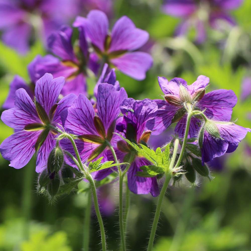 Ciocul Berzei Magnificum, tarator, flori violet intens, acoperire rapida sol