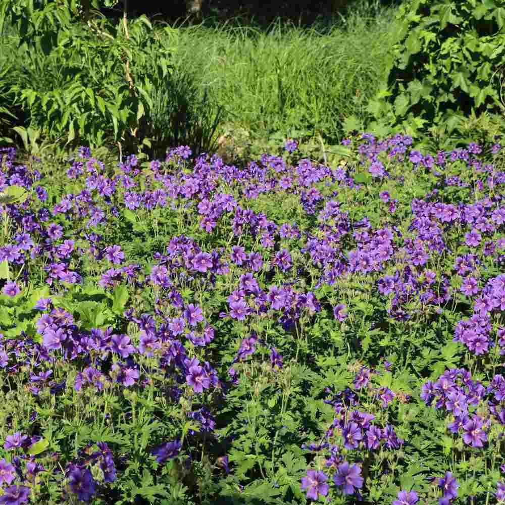 Ciocul Berzei Magnificum, tarator, flori violet intens, acoperire rapida sol