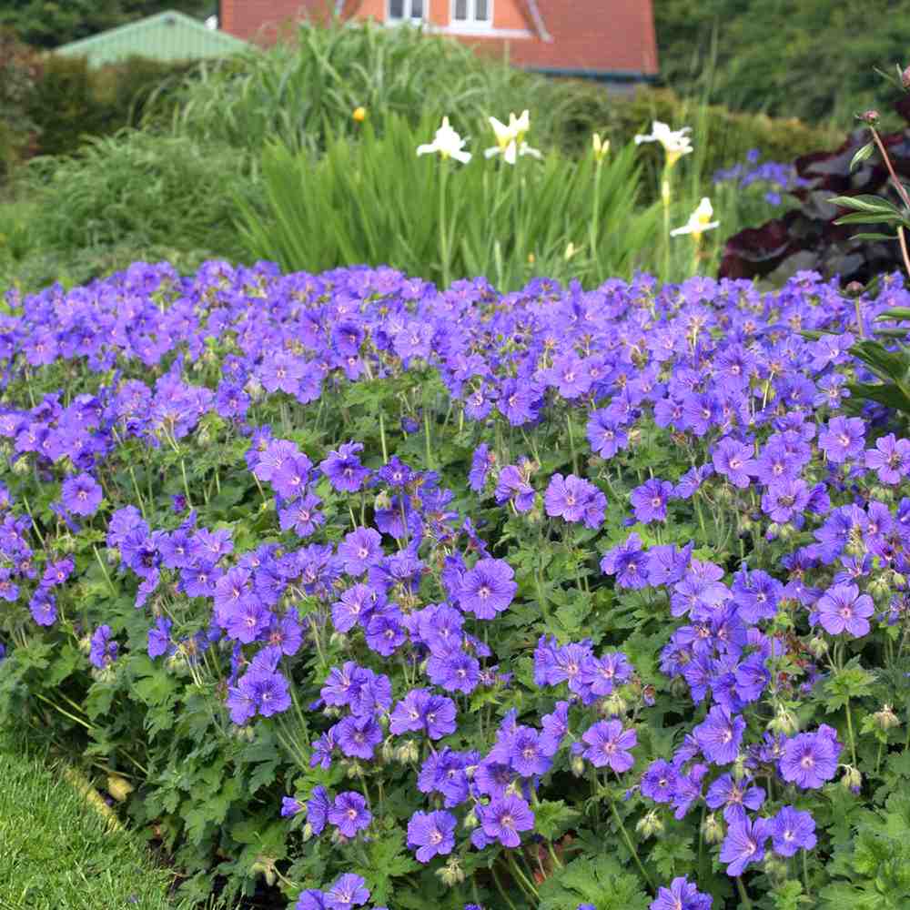 Ciocul Berzei Magnificum, tarator, flori violet intens, acoperire rapida sol