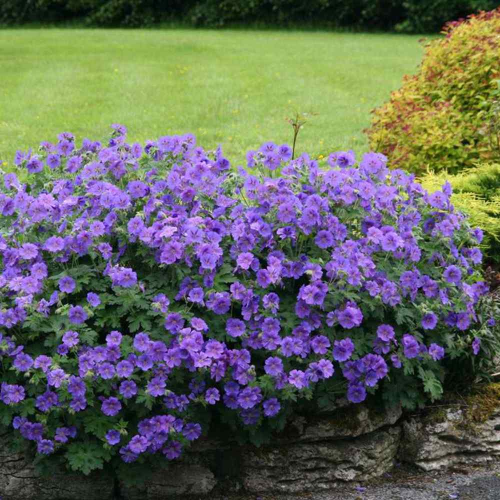 Ciocul Berzei Magnificum, tarator, flori violet intens, acoperire rapida sol