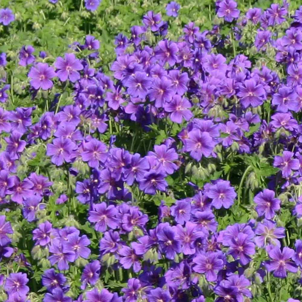 Ciocul Berzei Magnificum, tarator, flori violet intens, acoperire rapida sol