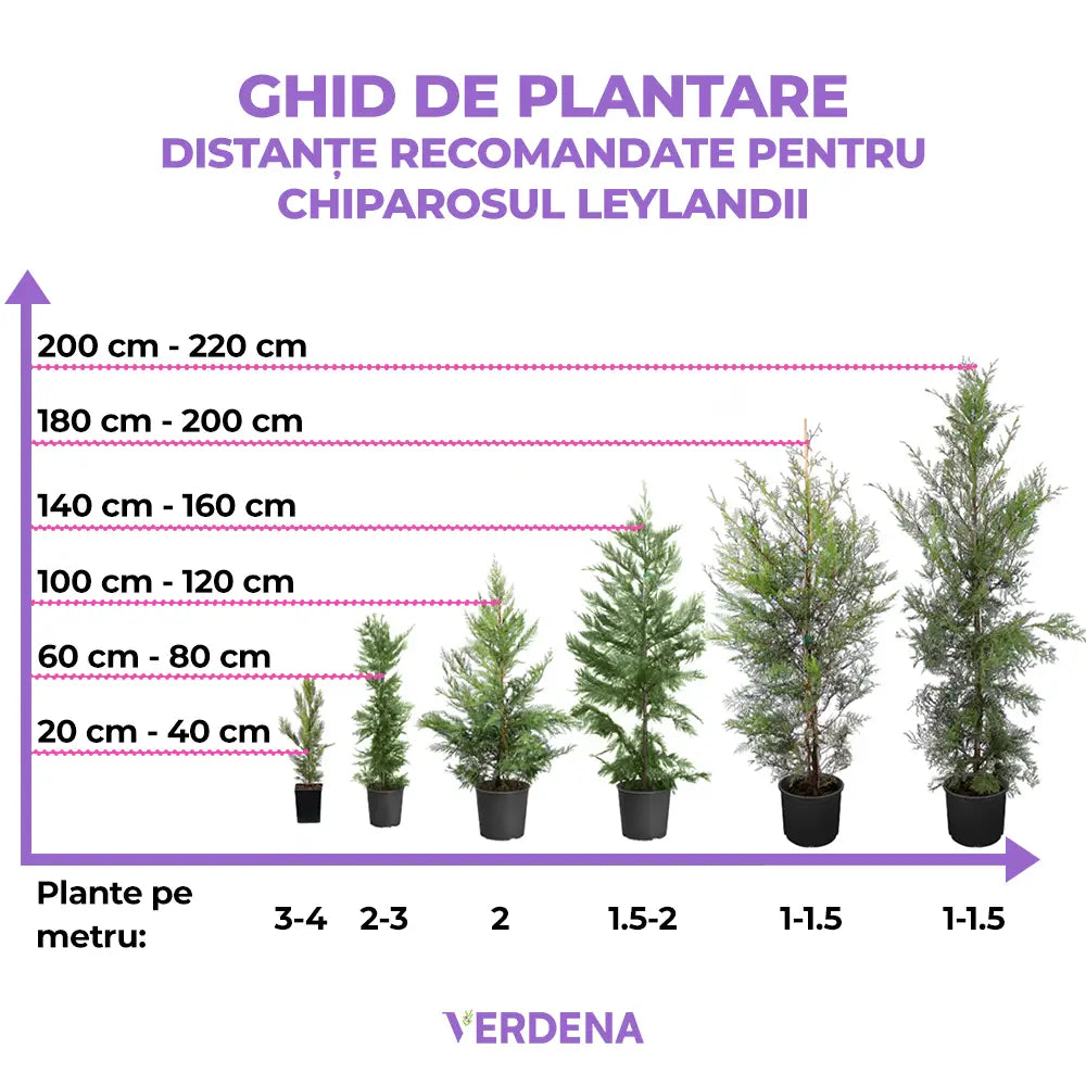 Chiparos Leylandii,  gard viu rapid vesnic verde, crestere rapida, conifer foare rezistent la boli