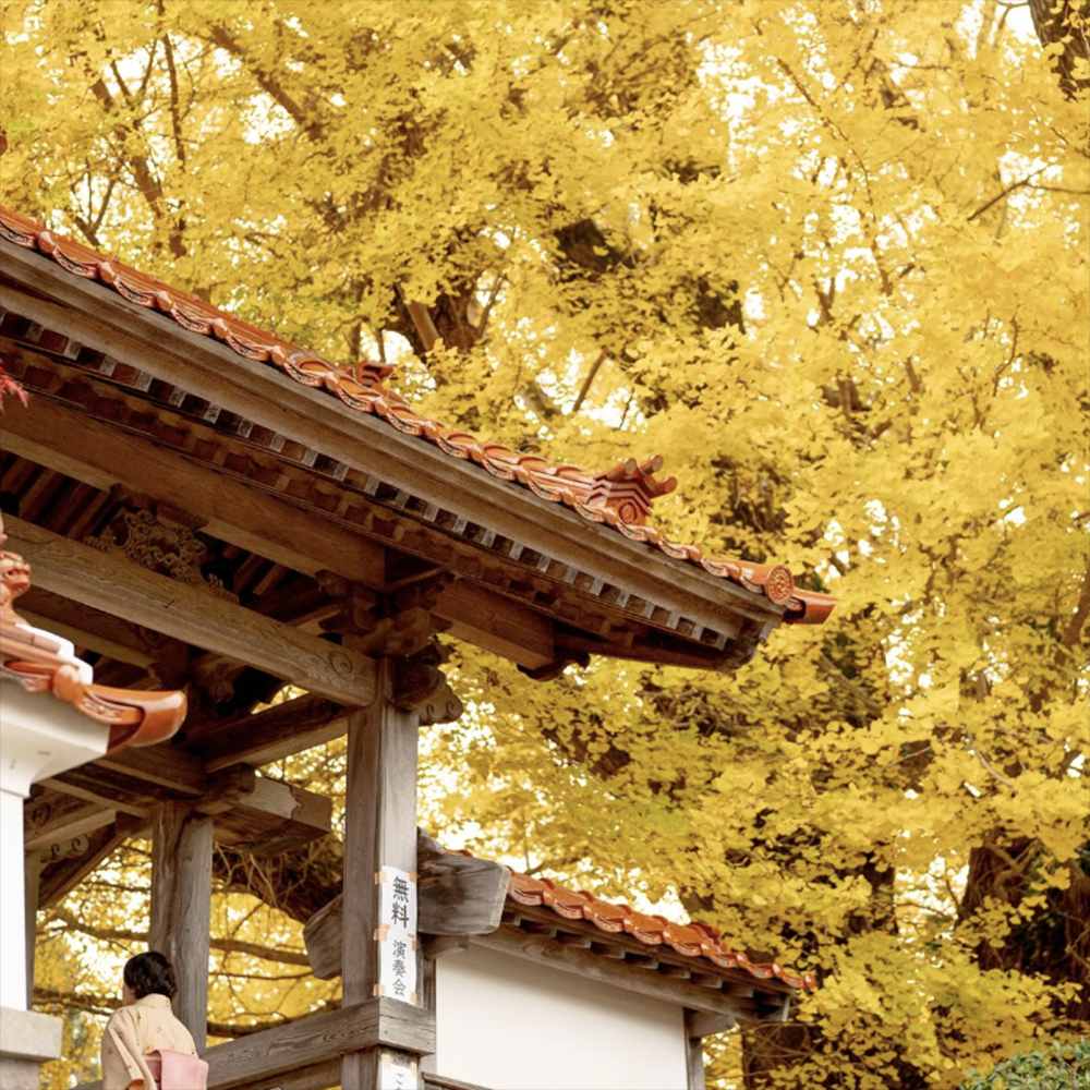 Arborele Pagodelor (Ginkgo Biloba), colorit de toamna cu frunze aurii, specie antica, perfect pentru umbra