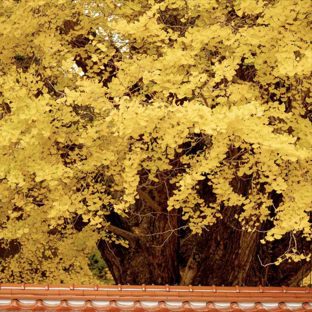 Arborele Pagodelor (Ginkgo Biloba), colorit de toamna cu frunze aurii, specie antica, perfect pentru umbra