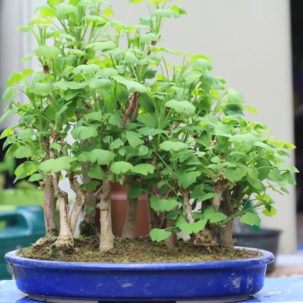 Aranjament Bonsai cu Ginkgo biloba Auriu, arbore miniatura decorativ cu frunze evantai, colorit galben toamna, rezistent la ger - 45 cm