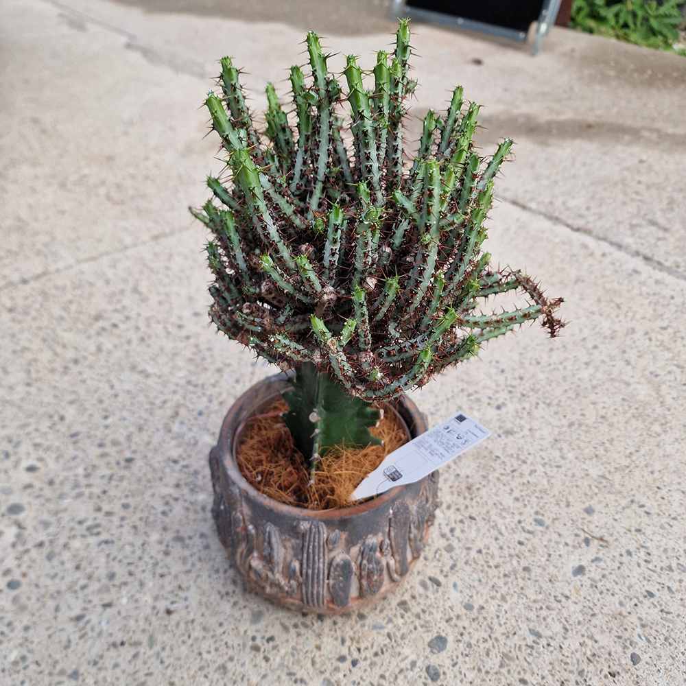 Cactusul Pix Castle Frankenstein, 40-45 cm, Euphorbia Aeruginose, un cactus grefat spectaculos si unic