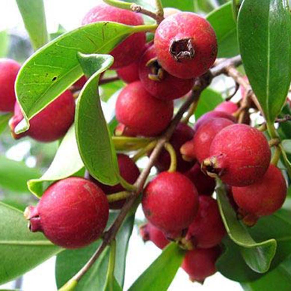 Guava Capsuna (Psidium cattleianum)