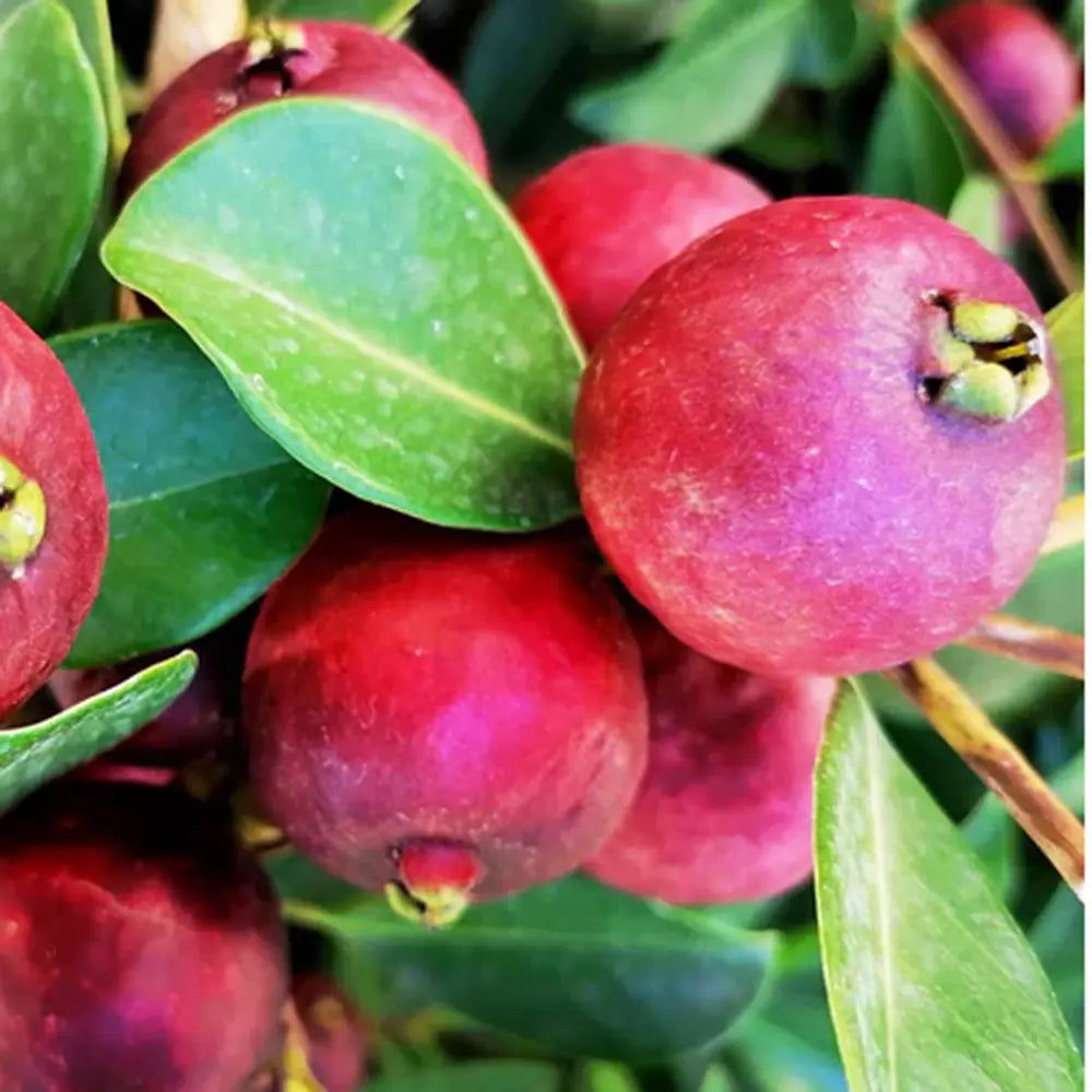 Guava Capsuna (Psidium cattleianum)