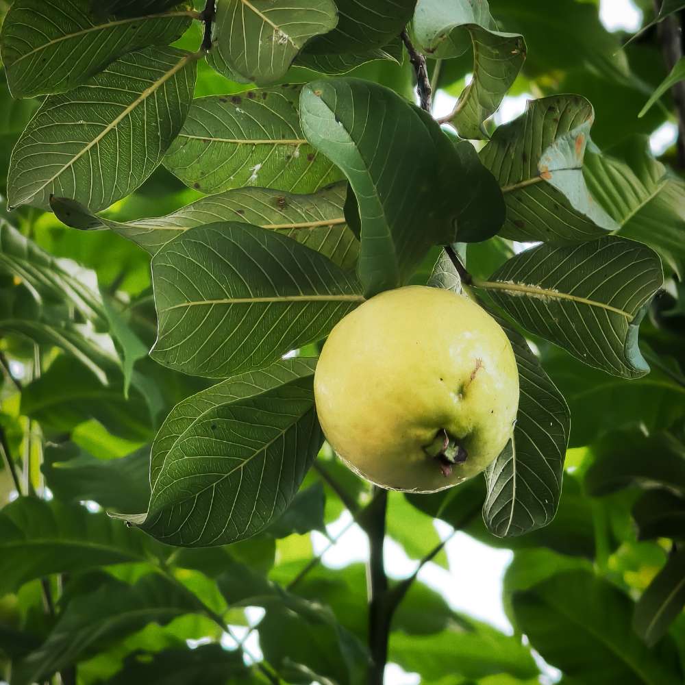 Fructul Guava Limon (Psidium guajava), in ghiveci, exotic cu fructe tropicale dulce-acrisor, aroma intensa