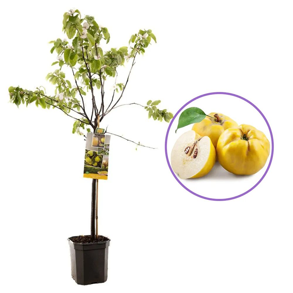 Gutui (Cydonia oblonga), cu fructe amarui, an 2 pe rod