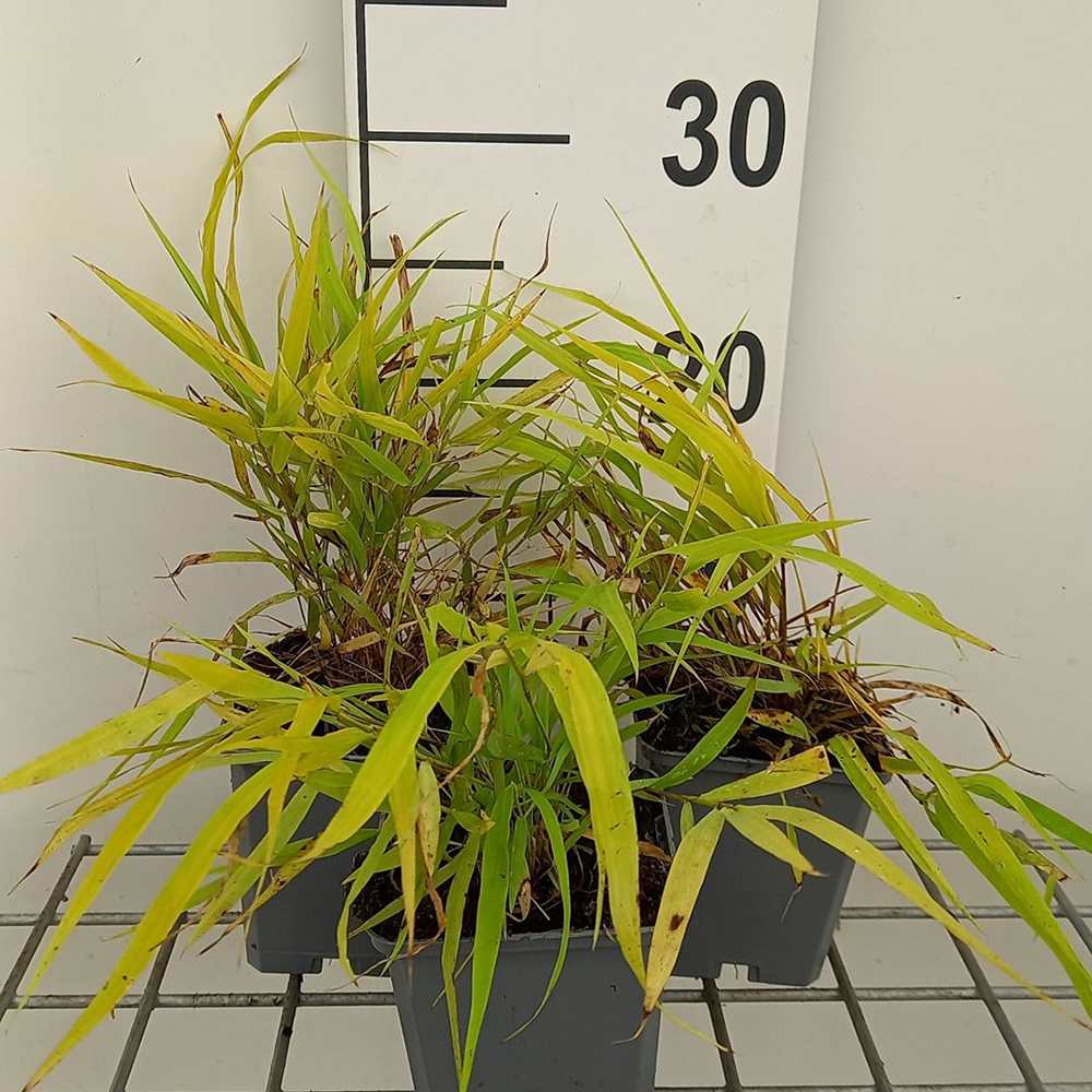 Iarba Japoneza Hakonechloa Sunflare, frunzis auriu cu margini rosii, pentru umbra, eleganta rara