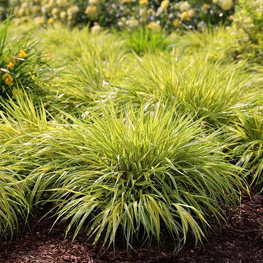 Iarba ornamentala japoneza Hakonechloa Macra Aureola, decorativa galben-verde, pentru umbra, foarte eleganta