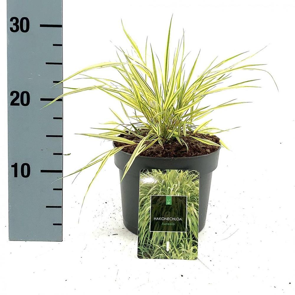 Iarba ornamentala japoneza Hakonechloa Macra Aureola, decorativa galben-verde, pentru umbra, foarte eleganta