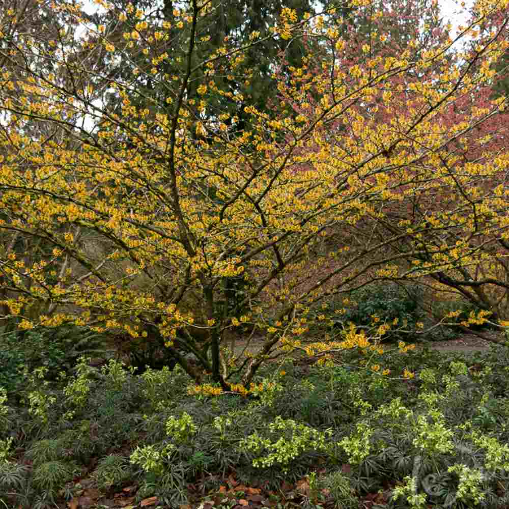Alunul vrajitoarelor (Hamamelis intermedia) Pallida, arbust ornamental cu flori galben deschis parfumate iarna, rezistent la ger