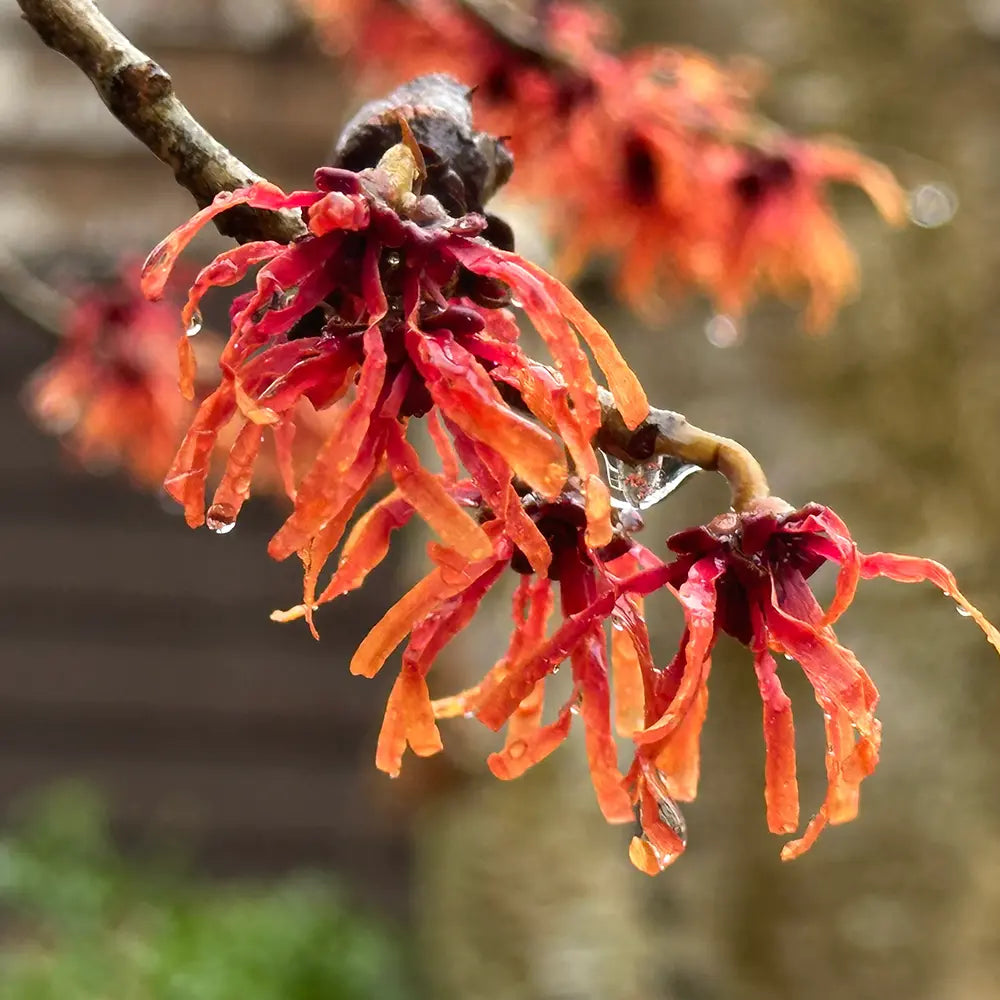 Alunul vrajitoarelor (Hamamelis intermedia) Diane, arbust ornamental cu flori rosu-aramiu parfumate iarna, rezistent la ger pentru gradina