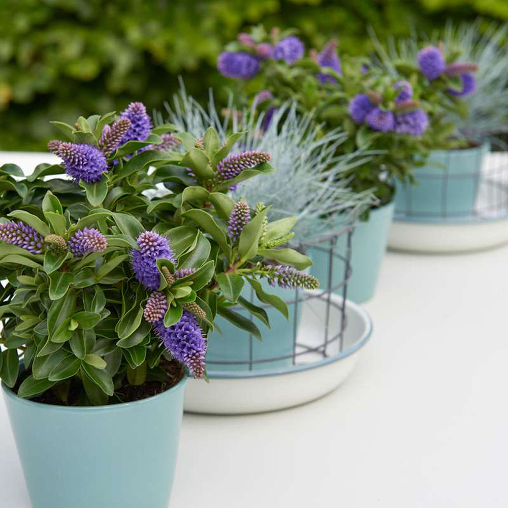 Hebe Donna Alexa, cu flori mov