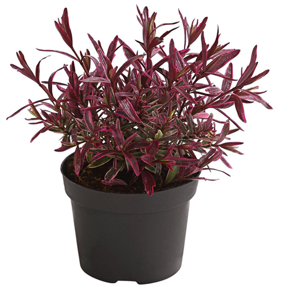 Hebe Magic Colors, arbust vesnic verde, frunze colorate roz-rosu-mov, decorativ tot anul