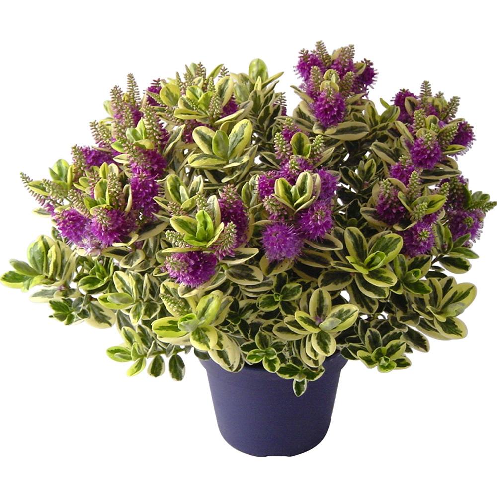 Hebe Andersonii Variegata Classica, arbust decorativ pitic cu flori mov-roz, frunzis tricolor, ideal pentru borduri si ghivece, rezistenta ridicata la frig si seceta