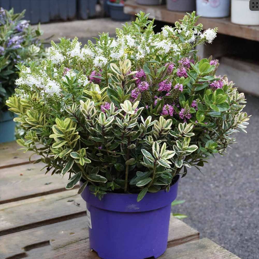 Hebe Addenda Quattro, mix 4 varietati Hebe in ghiveci, flori colorate si frunze vesnic verzi,