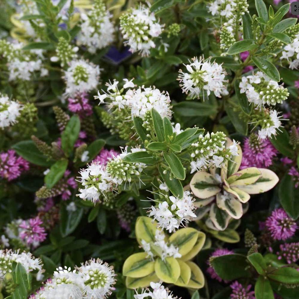 Hebe Addenda Quattro, mix 4 varietati Hebe in ghiveci, flori colorate si frunze vesnic verzi,