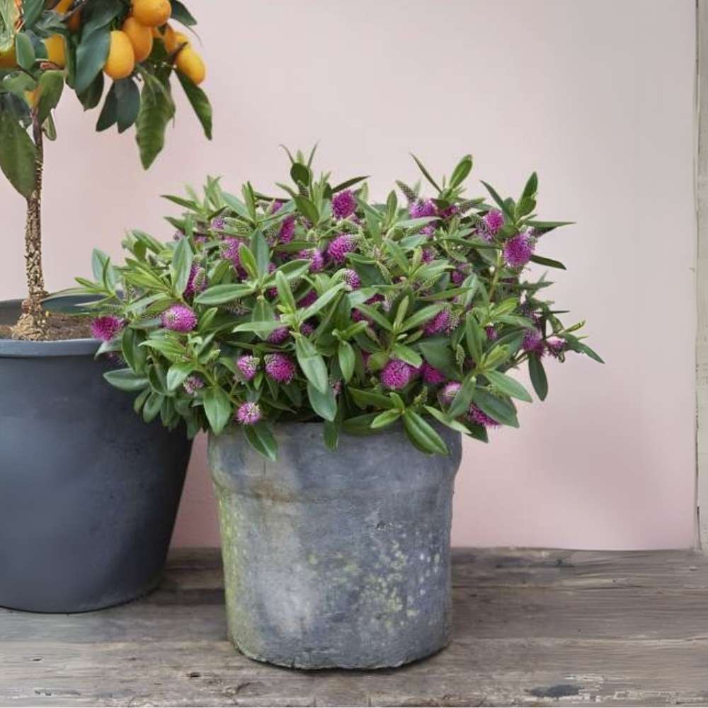 Hebe Donna Nikka, cu flori roz-inchis, arbust decorativ vesnic verde, flori violet, magnet pentru fluturii si albinele