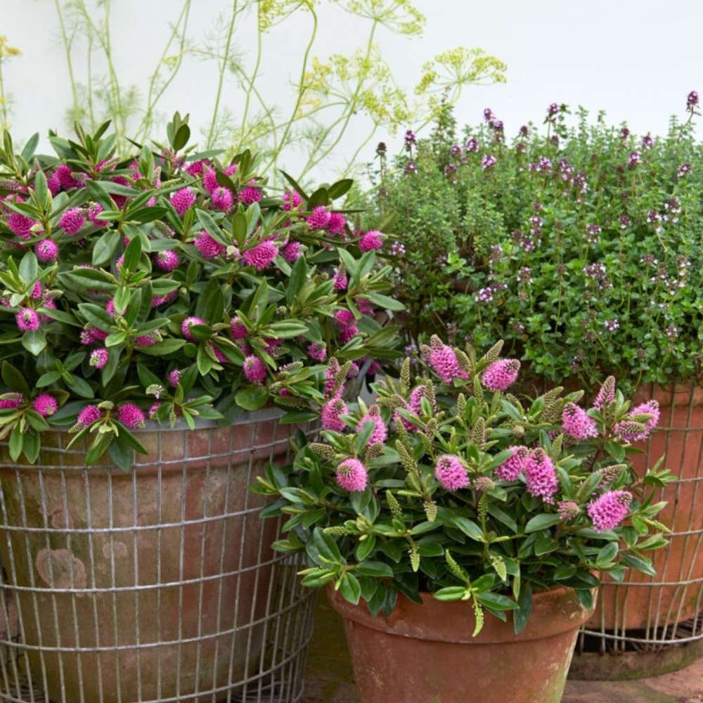 Hebe Donna Nikka, cu flori roz-inchis, arbust decorativ vesnic verde, flori violet, magnet pentru fluturii si albinele