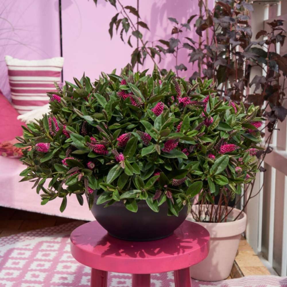 Hebe Donna Nikka, cu flori roz-inchis, arbust decorativ vesnic verde, flori violet, magnet pentru fluturii si albinele