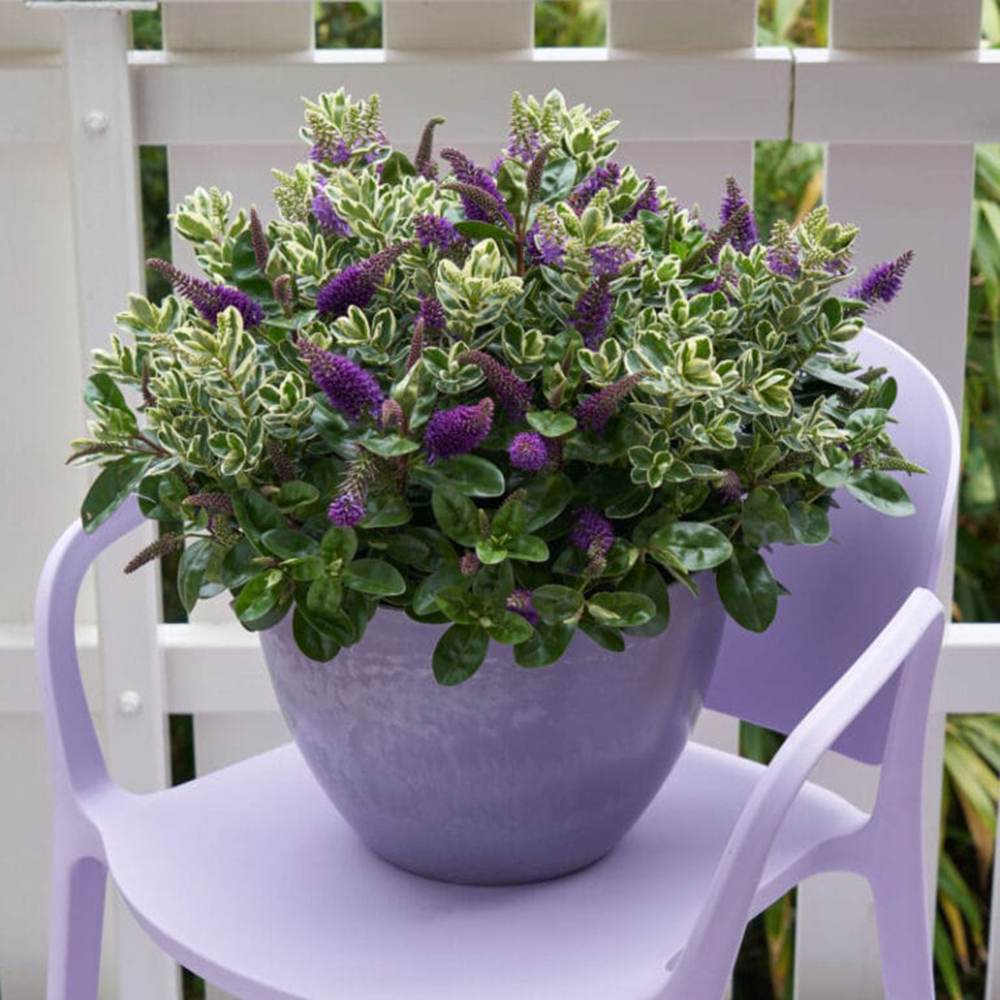 Hebe Addenda Quattro, mix 4 varietati Hebe in ghiveci, flori colorate si frunze vesnic verzi,