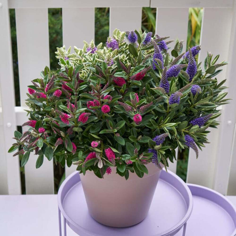 Hebe Addenda Quattro, mix 4 varietati Hebe in ghiveci, flori colorate si frunze vesnic verzi,