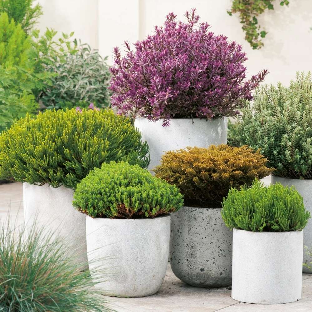 Hebe Globular Emerald Green