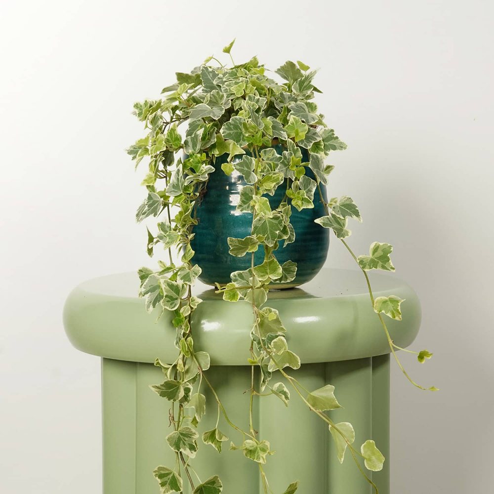Iedera Helix White Wonder, 110-120 cm, planta decorativa de apartament, curgatoare, purificatoare aer, usor de ingrijit
