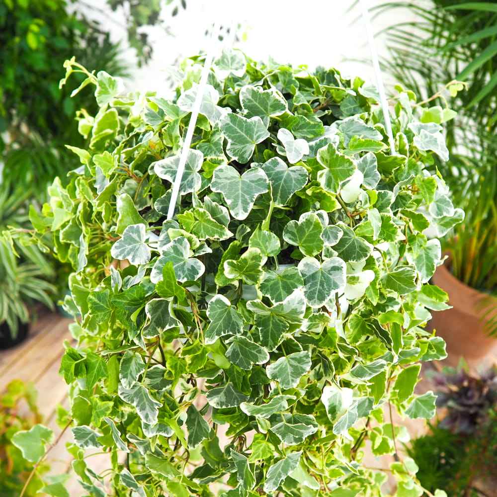 Iedera Helix White Wonder, 110-120 cm, planta decorativa de apartament, curgatoare, purificatoare aer, usor de ingrijit