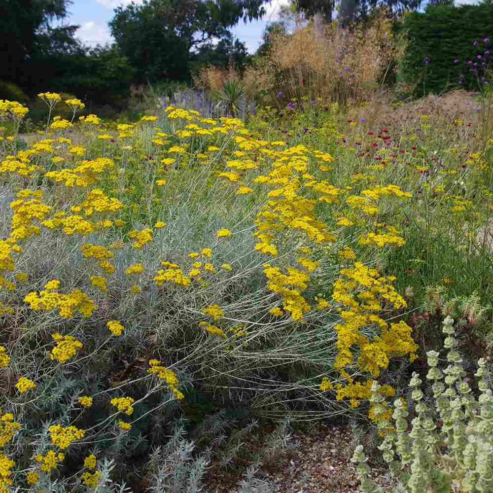 Imortela - Planta de Curry (Helichrysum italicum), planta aromatica cu flori galbene, frunze argintii parfum intens, rezistenta la seceta