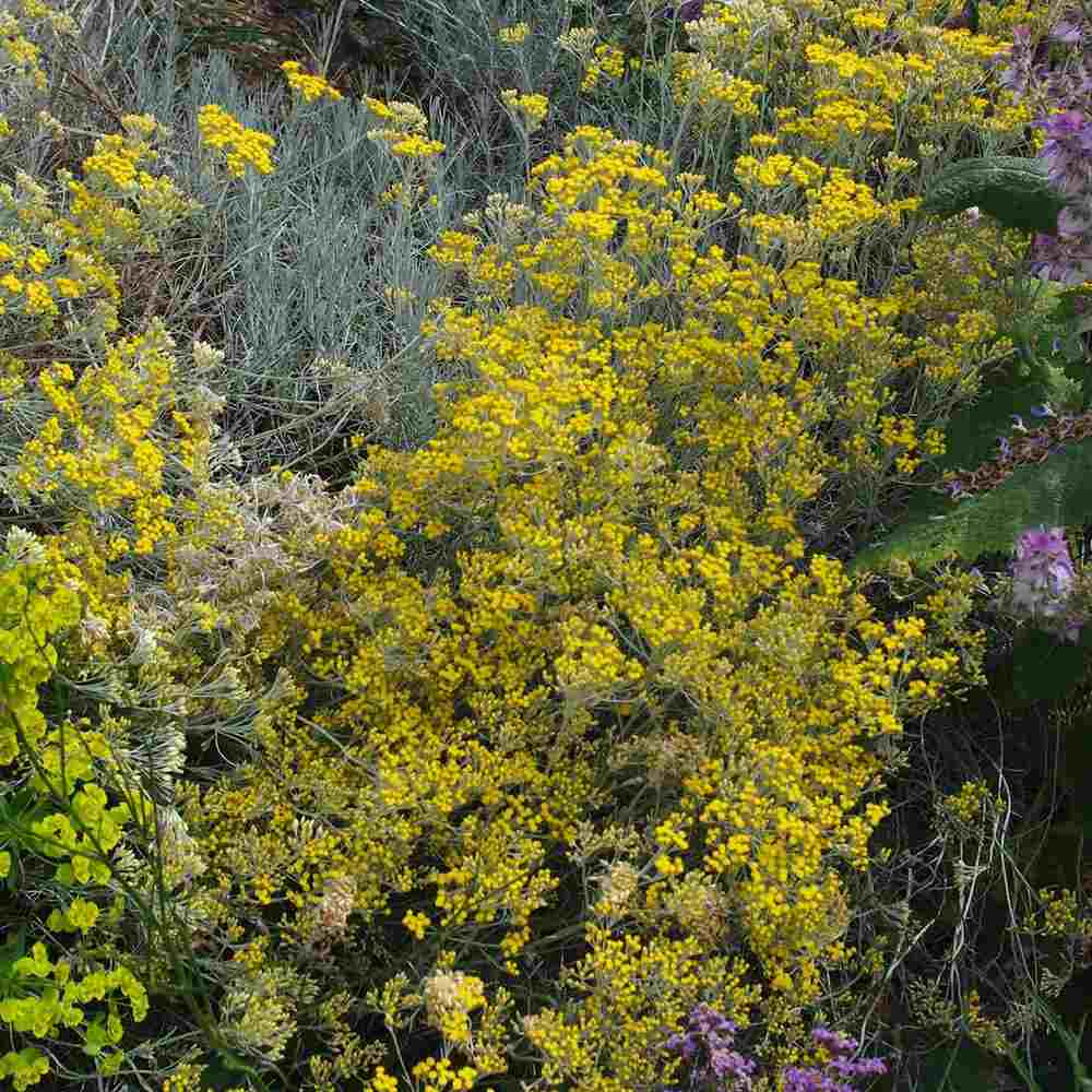 Imortela - Planta de Curry (Helichrysum italicum), planta aromatica cu flori galbene, frunze argintii parfum intens, rezistenta la seceta