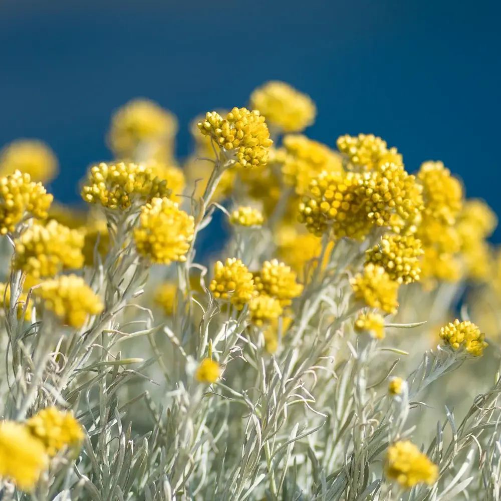 Imortela - Planta de Curry (Helichrysum italicum), planta aromatica cu flori galbene, frunze argintii parfum intens, rezistenta la seceta