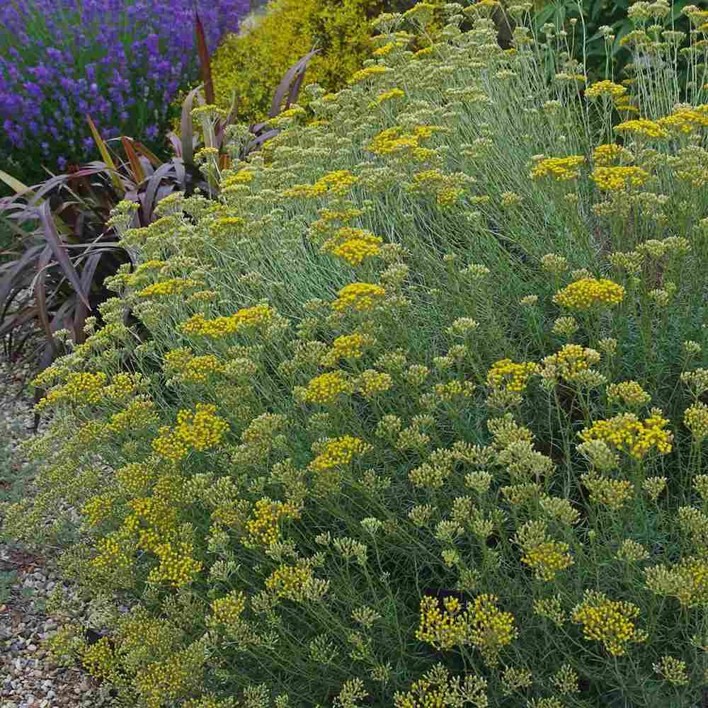 Imortela - Planta de Curry (Helichrysum italicum), planta aromatica cu flori galbene, frunze argintii parfum intens, rezistenta la seceta
