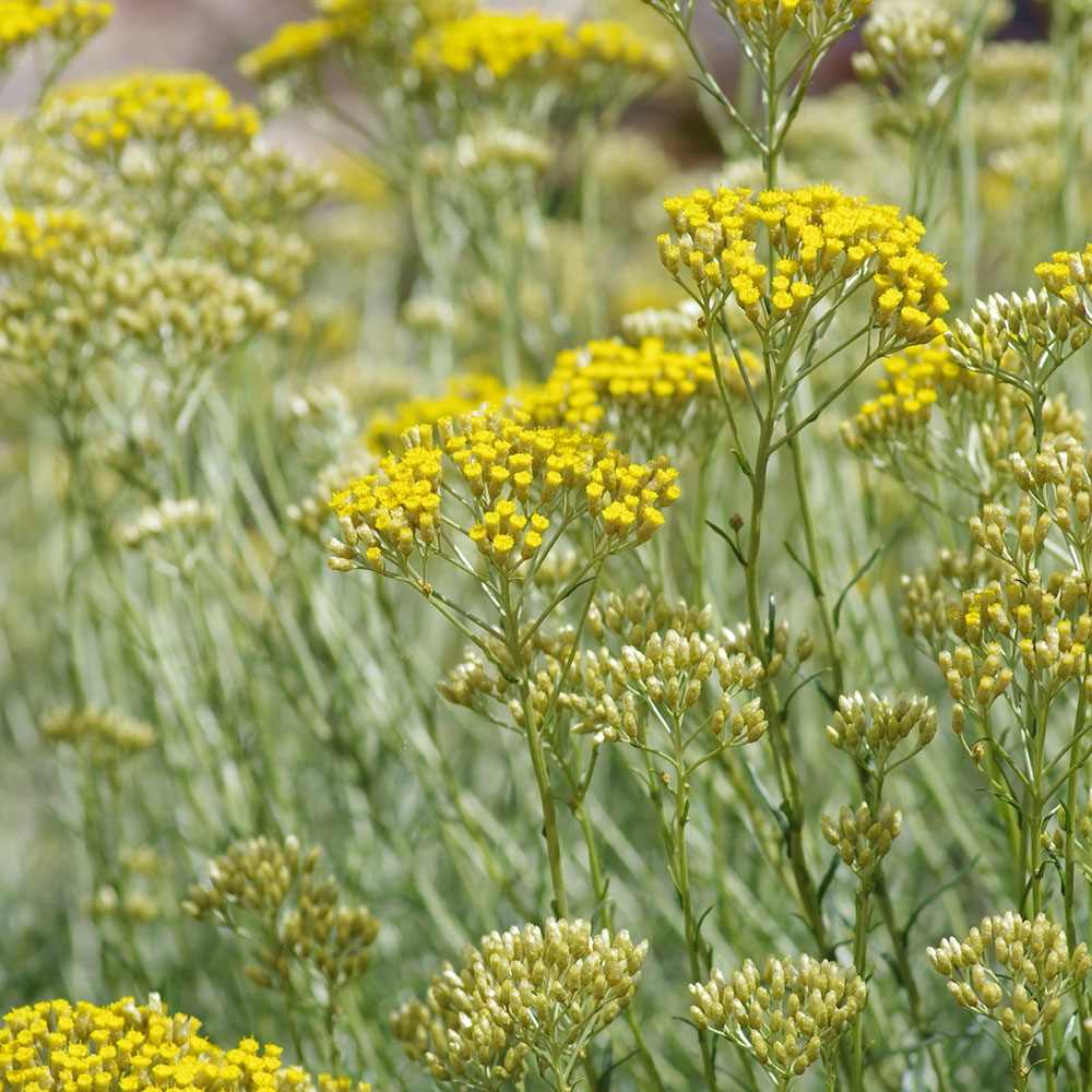 Imortela - Planta de Curry (Helichrysum italicum), planta aromatica cu flori galbene, frunze argintii parfum intens, rezistenta la seceta