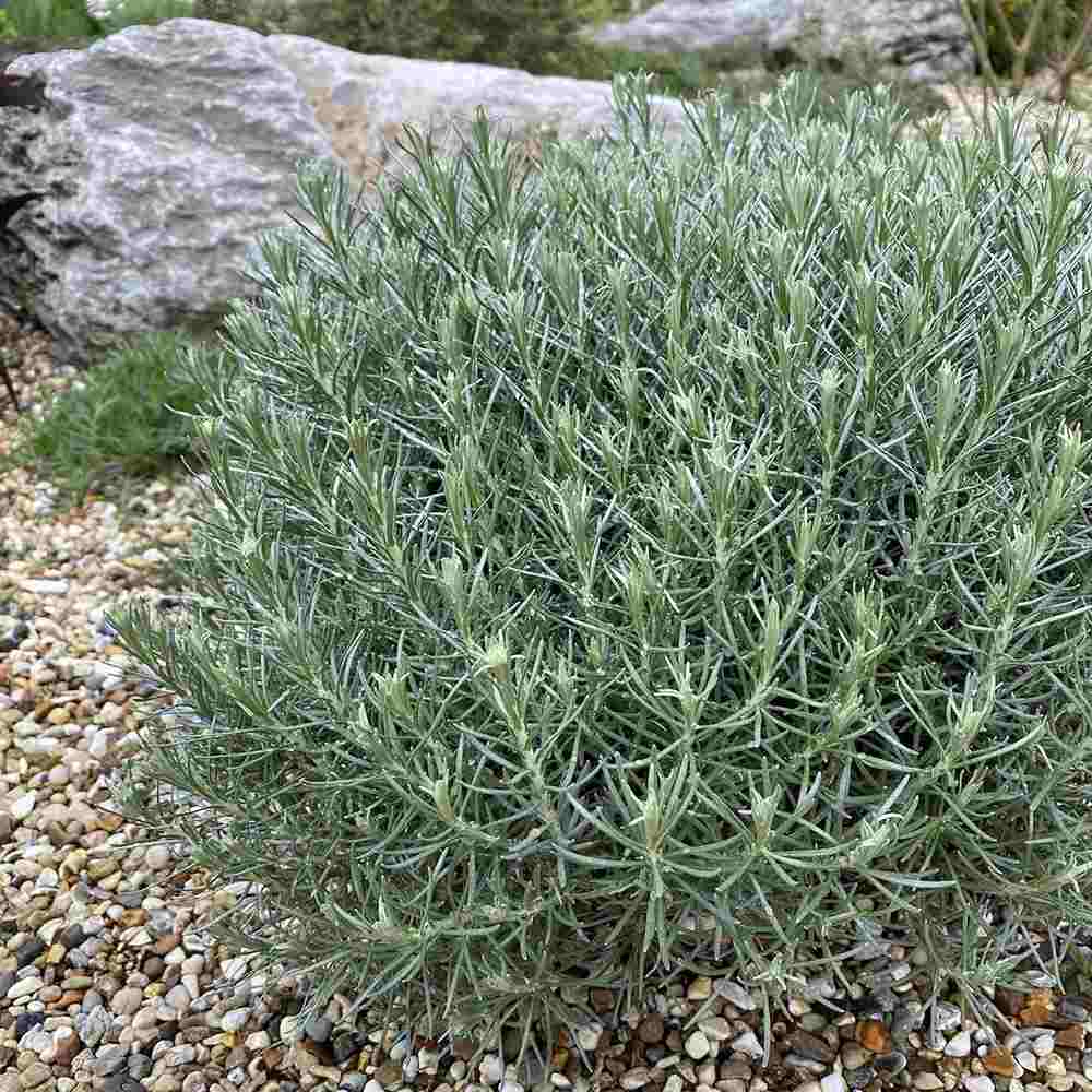 Imortela - Planta de Curry (Helichrysum italicum), planta aromatica cu flori galbene, frunze argintii parfum intens, rezistenta la seceta