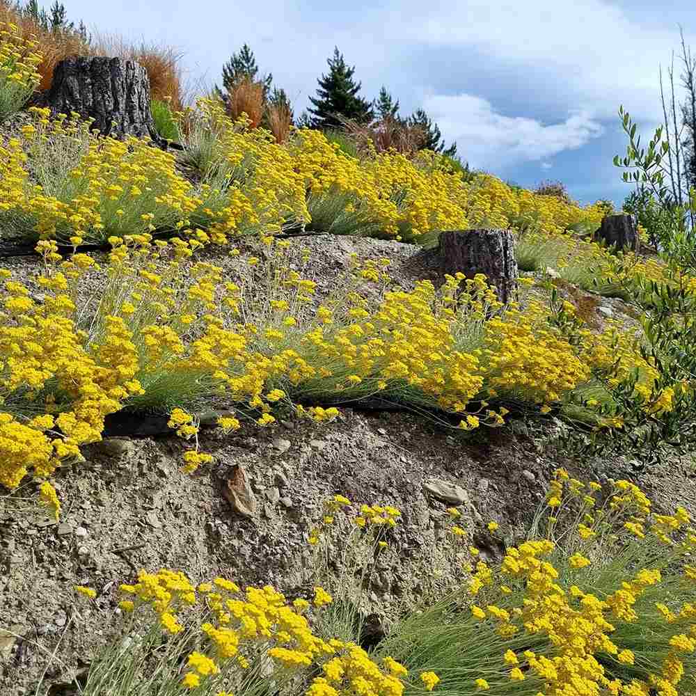 Imortela - Planta de Curry (Helichrysum italicum), planta aromatica cu flori galbene, frunze argintii parfum intens, rezistenta la seceta
