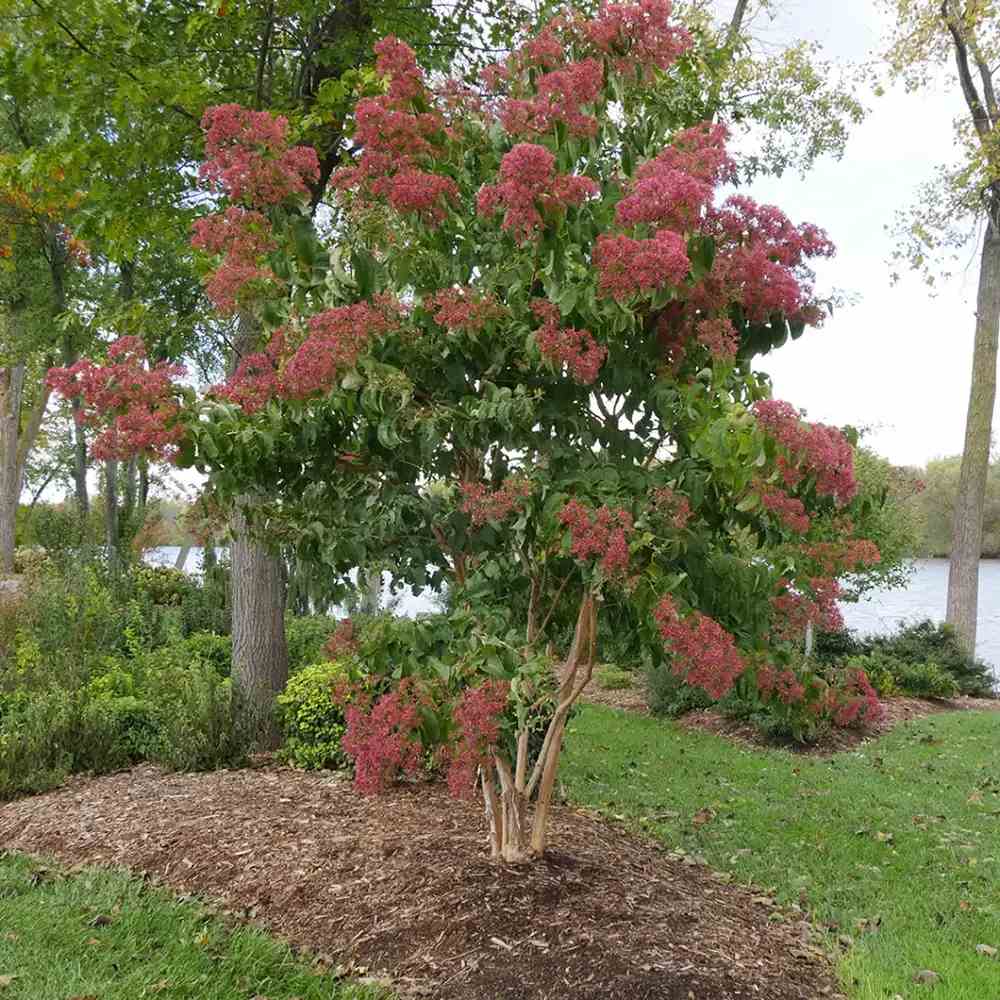 Arborele celor sapte fii (Heptacodium miconioides), arbust sau copac ornamental inalt, flori parfumate august septembrie, calicii rosii de toamna, rezistent la ger