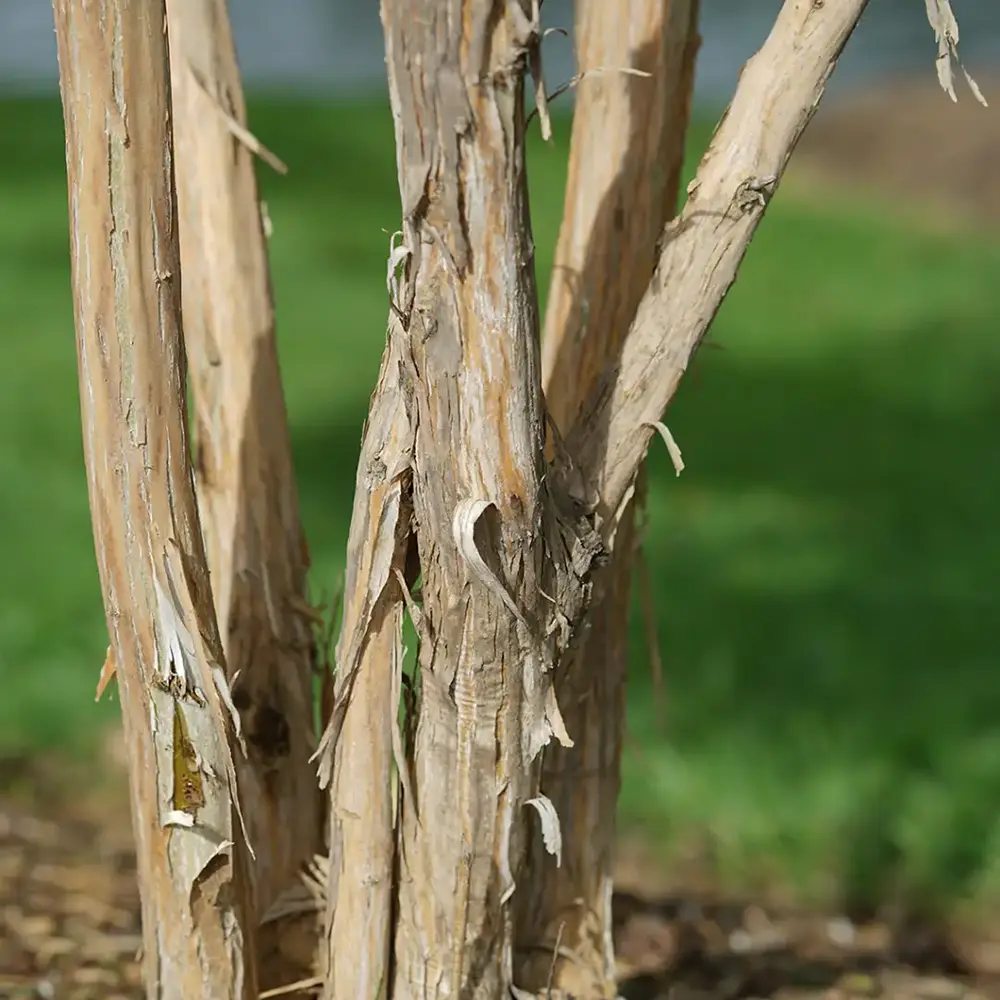 Arborele celor sapte fii (Heptacodium miconioides), arbust sau copac ornamental inalt, flori parfumate august septembrie, calicii rosii de toamna, rezistent la ger