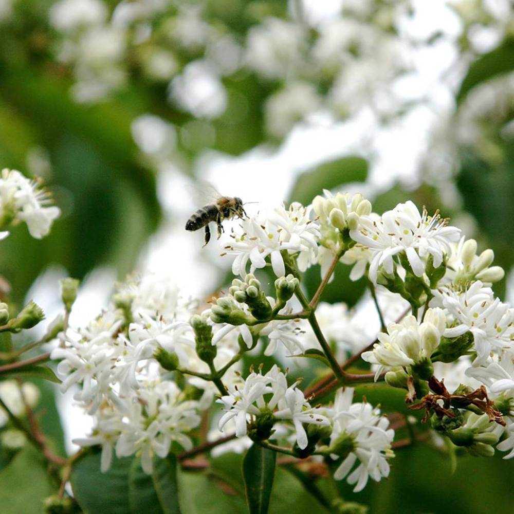 Arborele celor sapte fii (Heptacodium miconioides), arbust sau copac ornamental inalt, flori parfumate august septembrie, calicii rosii de toamna, rezistent la ger