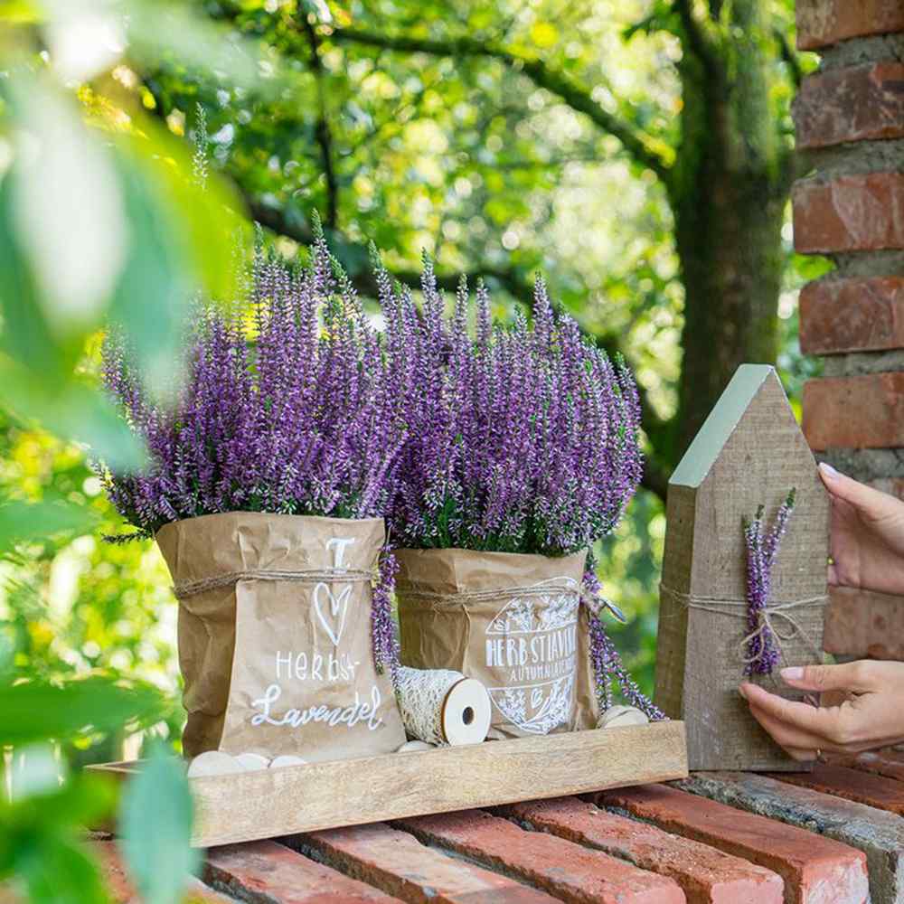 Lavanda de toamna (Calluna), iarba neagra Erica mov, planta de toamna rezistenta, vesnic verde