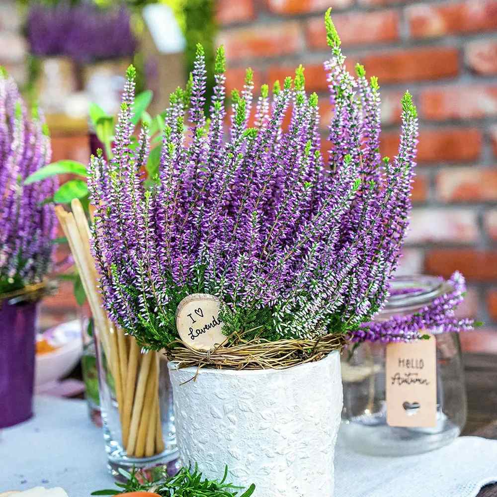 Lavanda de toamna (Calluna), iarba neagra Erica mov, planta de toamna rezistenta, vesnic verde