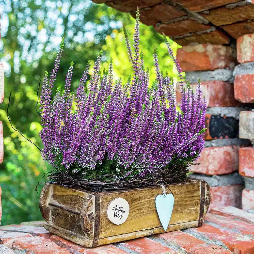 Lavanda de toamna (Calluna), iarba neagra Erica mov, planta de toamna rezistenta, vesnic verde
