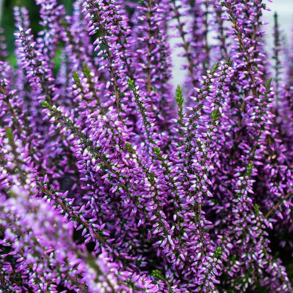Lavanda de toamna (Calluna), iarba neagra Erica mov, planta de toamna rezistenta, vesnic verde