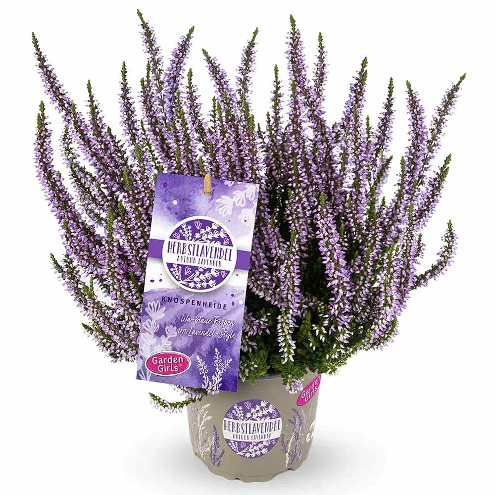 Lavanda de toamna (Calluna), iarba neagra Erica mov, planta de toamna rezistenta, vesnic verde