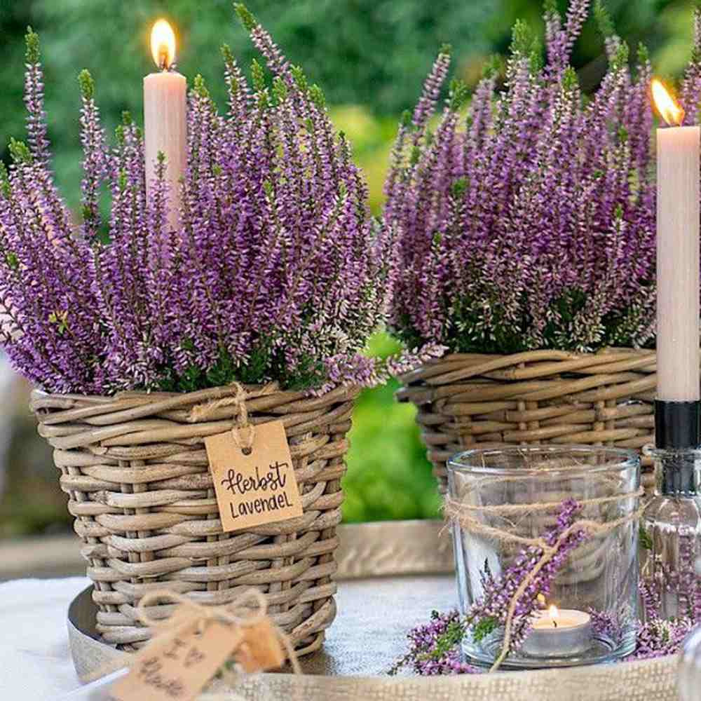 Lavanda de toamna (Calluna), iarba neagra Erica mov, planta de toamna rezistenta, vesnic verde