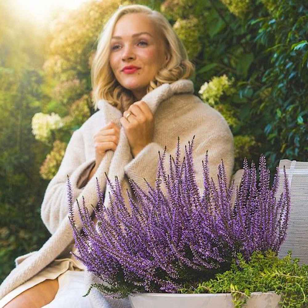 Lavanda de toamna (Calluna), iarba neagra Erica mov, planta de toamna rezistenta, vesnic verde