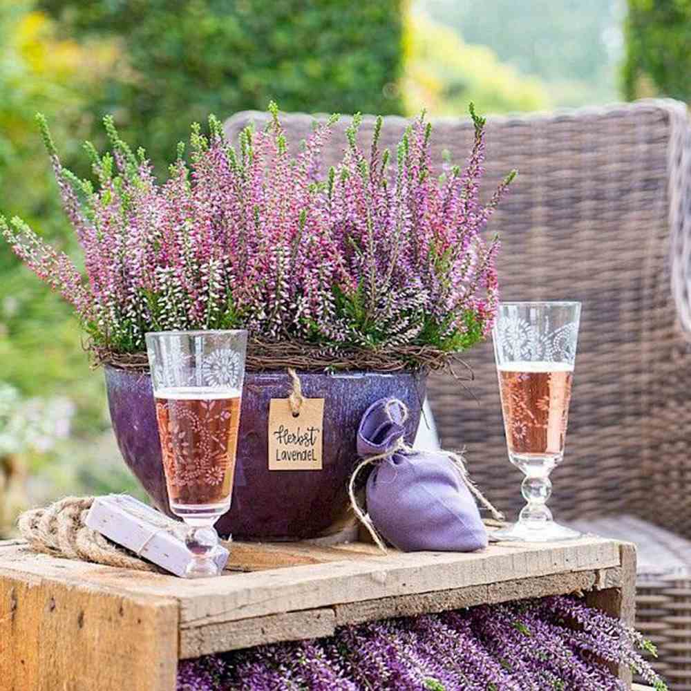 Lavanda de toamna (Calluna), iarba neagra Erica mov, planta de toamna rezistenta, vesnic verde